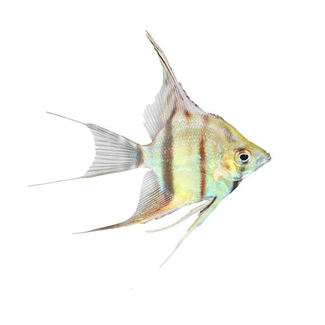Coral Reef Angelfish Png Png All Png All