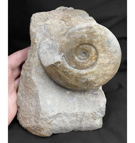 Fossils For Sale Fossils Rare Ammonite From The Upper Lias Lower Jurassic Of Eype