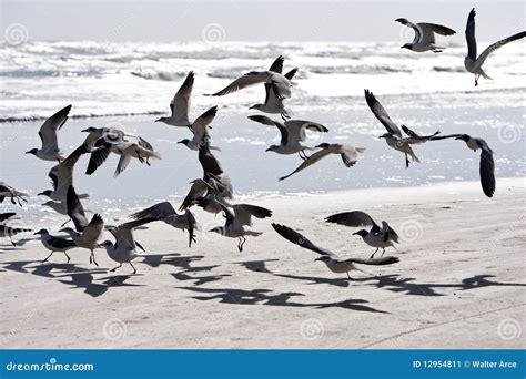 Birds Flying At The Beach Stock Image Image 12954811