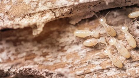 7 Signs Of Termites In Your Walls Forbes Home