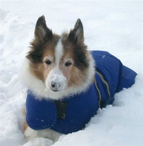 I Love Snow Mmmm Snow Dogs Dogs Sheltie