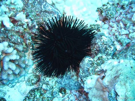 You could call sea urchins the porcupines of the sea. Sea urchin Photograph by Adam Romanowicz