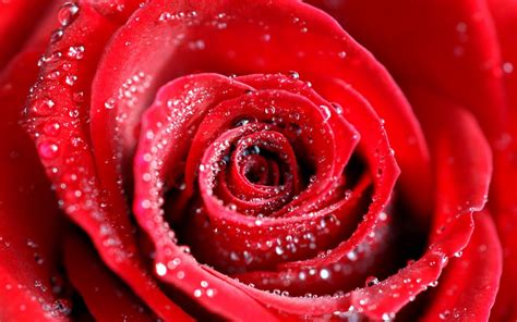Lovely Pic Of Red Rose On Water Drops Hd Wallpapers