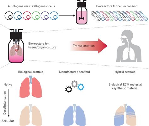 How To Build A Lung Latest Advances And Emerging Themes In Lung