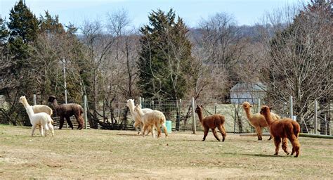 Bbcode for images publishing on the forum link to this page with the photo and commentary (larger preview): Breezy Hill Farm Is An Amazing Alpaca Farm In Maryland
