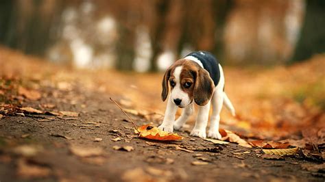 Page 5 Beagles 1080p 2k 4k 5k Hd Wallpapers Free Download