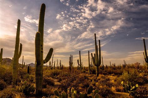 Green Cactus Lot Surrounded By Plants Sonoran Desert Hd Wallpaper