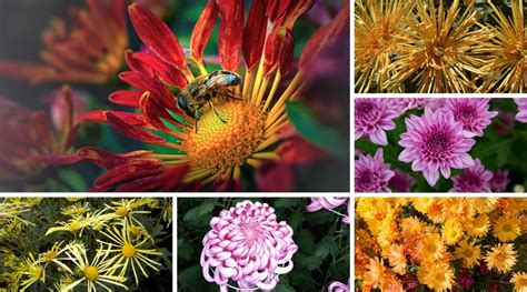 14 Different Types Of Beautiful Chrysanthemum Varieties