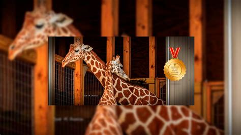 Giraffe Cam Animal Adventure Park Youtube