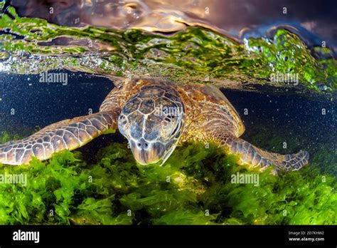 Green Sea Turtle Chelonia Mydas Feeding On Algae Endangered Species