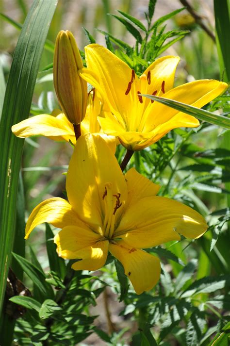 Images Gratuites Fleur Pétale Vert Botanique Flore Lis Lys