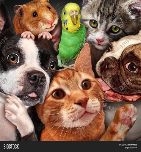Pet Group Image And Photo Free Trial Bigstock
