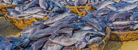 Suisan fish market is located in hilo, hawaii. Negombo Fish Market
