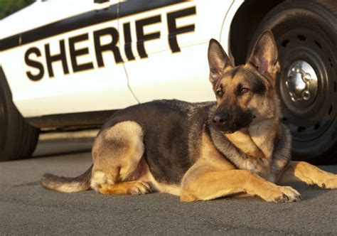 What Do K 9 Police Dogs Do American Kennel Club