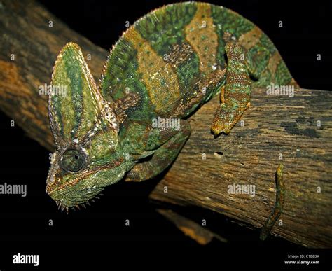 An Adult Male Veiled Chameleon Chamaeleo Calyptratus In Florida