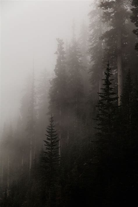 Foggy Forest With Trees In The Foreground And Evergreens On The Far Side