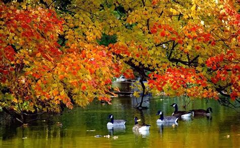Autumn In Kashmir Nature In Bloom But Where Are The Tourists