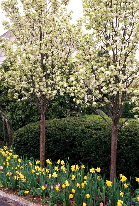 5 Tips For Choosing The Best Trees For Your Yard Bradford Pear Tree