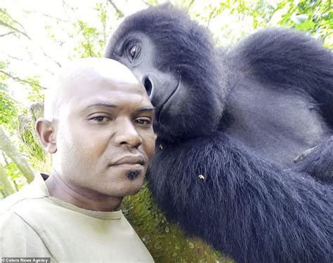 Orphaned Gorillas Pose For Selfies With Their Carer In The Democratic