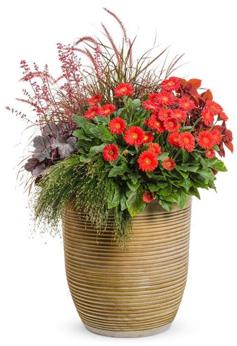 Firelight Proven Winners Outdoor Plants White Plants Container