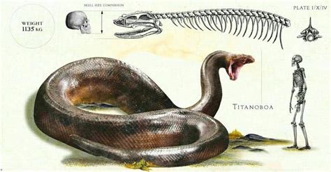 Titanoboa Cerrejonensis Is The Largest Known Snake Now Extinct The