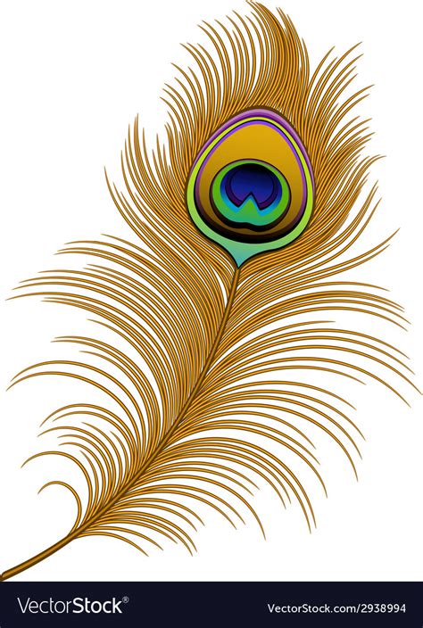 peacock feather royalty free vector image vectorstock