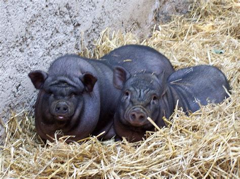 la reproducción del cerdo vietnamita con el jabalí desata la alarma razas porcinas la