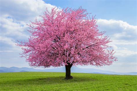 5 Best Flowering Trees That Add Color To Your Yard Farmers Almanac
