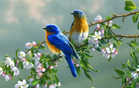 List download lagu mp3 suara pikat burung trucukan dan burcil lainya (5:7. Download Gambar Burung Cantik | Gambar Burung Wallpaper