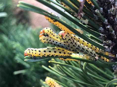 Red Headed Pine Sawfly Neodiprion Lecontei Bugguidenet