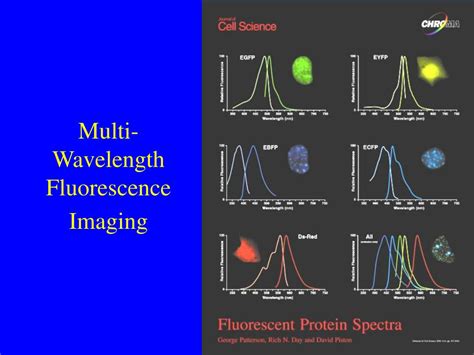 Ppt Fundamentals Of Fluorescence Microscopy Powerpoint Presentation