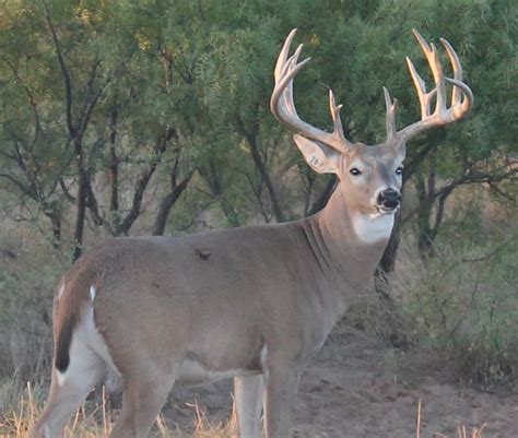 Guided Trophy Whitetail Deer Hunts In Oklahoma Randp Whitetails
