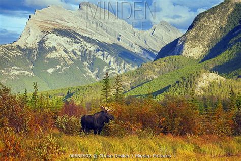 Moose Stock Photo Minden Pictures