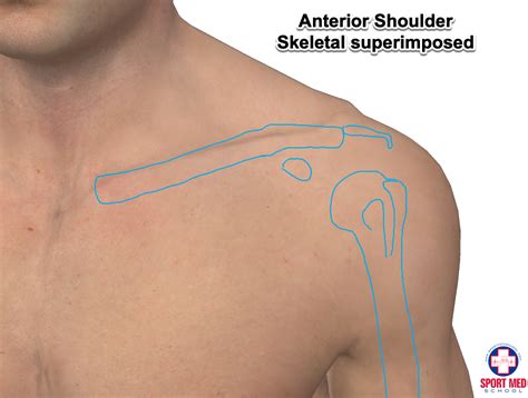 Shoulder Anatomy Sport Med School