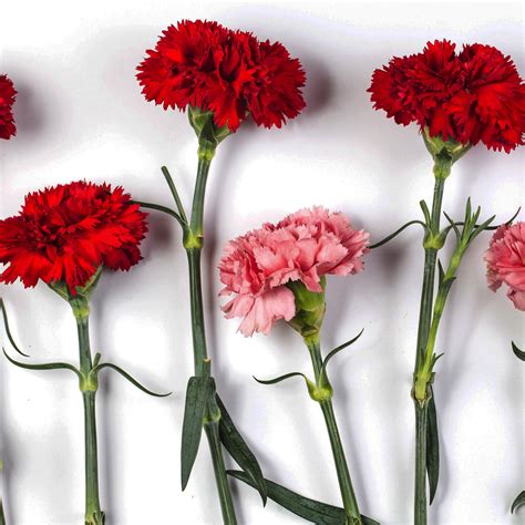 Beautiful Carnation Flower 61