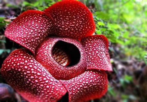 Jenis Jenis Bunga Rafflesia Arnoldi Audrey Grant