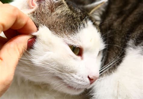 Lyme Disease In Cats Small Door Veterinary