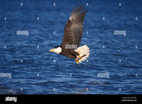 Bald Eagle Haliaeetus Leucocephalus In Flight With A Fish In Its Talons