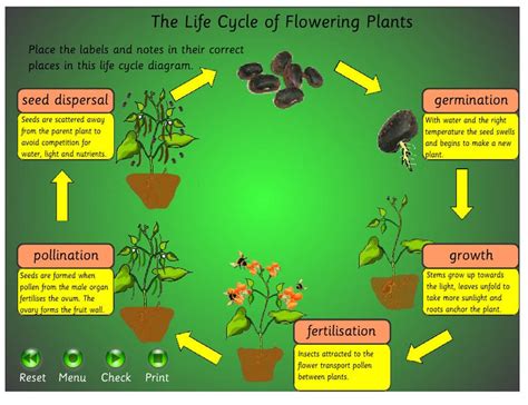 Pollination Learning Station Life Cycle Of Plants Kaegebein