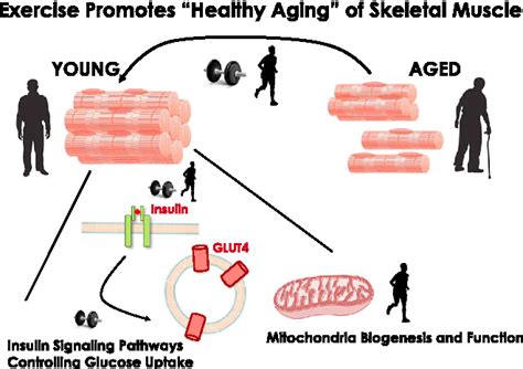 Figure 3 From Exercise Promotes Healthy Aging Of Skeletal Muscle