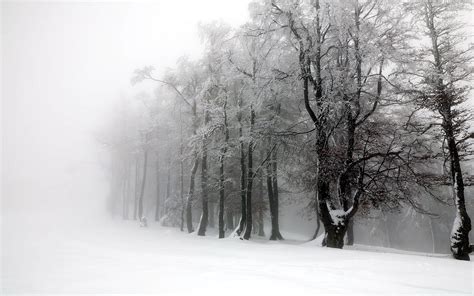 Beautiful Winter Forest See Nature Widescreen Backgrounds