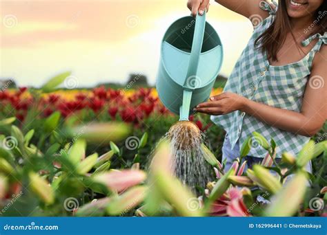 Young Woman Watering Flowers In Lily Field Closeup Gardening Tools