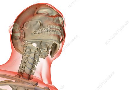 The Bones Of The Head And Neck Stock Image F0015986 Science