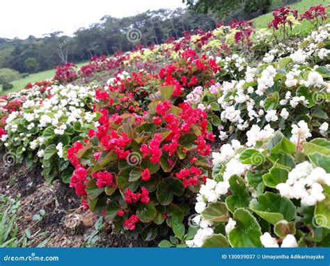 Red And White Flowers Blooming In Garden Stock Image Image Of