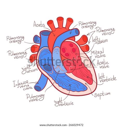 Heart Anatomy Color Outline Vector Illustration