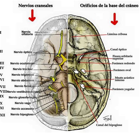 Nervios craneales Anatomia humana musculos Nervios craneales Anatomía