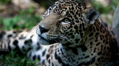 Where To Find Incredible Native Animals In Peru