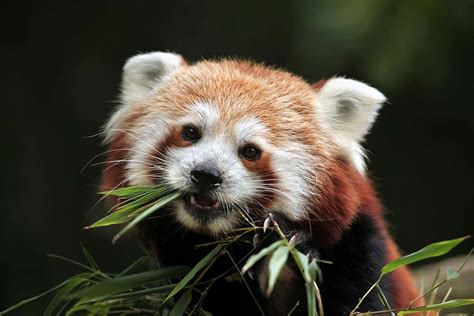 Red Panda Genes Suggest There Are Actually Two Different