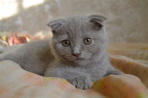 Scottish Fold Breeders How To Get The Best Info