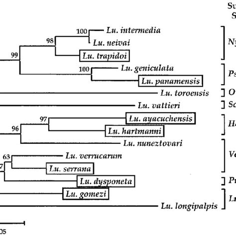 Phylogenetic Tree Of S RRNA Gene Sequences Among Sand Fly Species Download Scientific